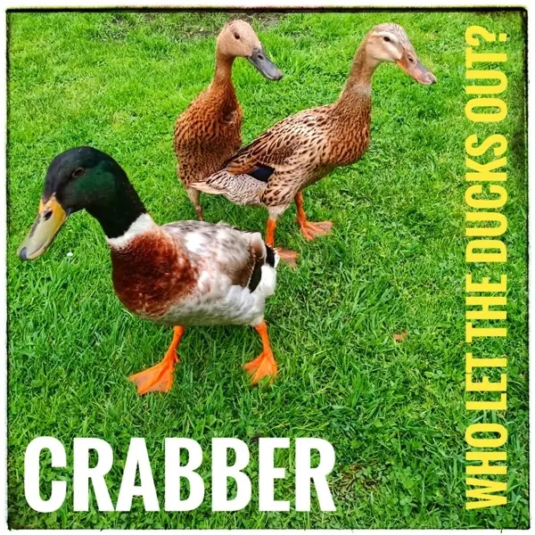 Album artwork for Who Let The Ducks Out? by Crabber