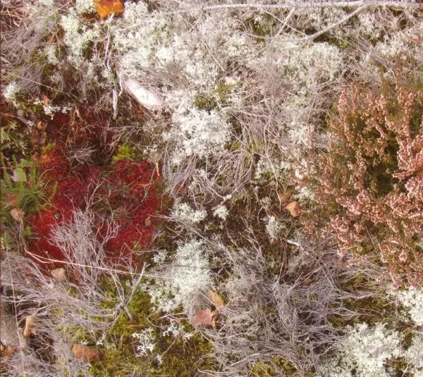 Album artwork for Mycorrhizae Realm by Fursaxa