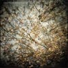 Album Artwork für Thistled Spring von Horse Feathers