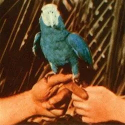 Album artwork for Are You Serious by Andrew Bird