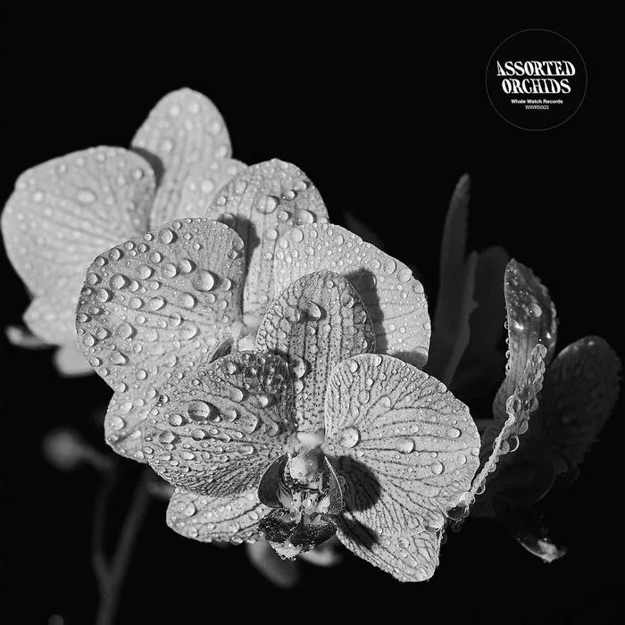 Album artwork for Assorted Orchids by Assorted Orchids