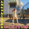 Album artwork for Gizmo by Tanukichan