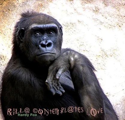 Album artwork for Rilla Contemplates Love by Hardy Fox