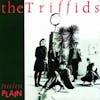 Album artwork for Treeless Plain (40th Anniversary) by The Triffids