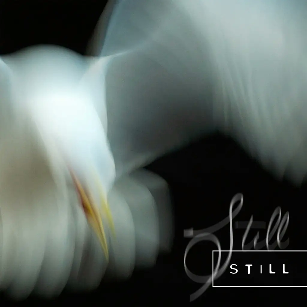 Album artwork for Still by Aria Rostami, Daniel Blomquist