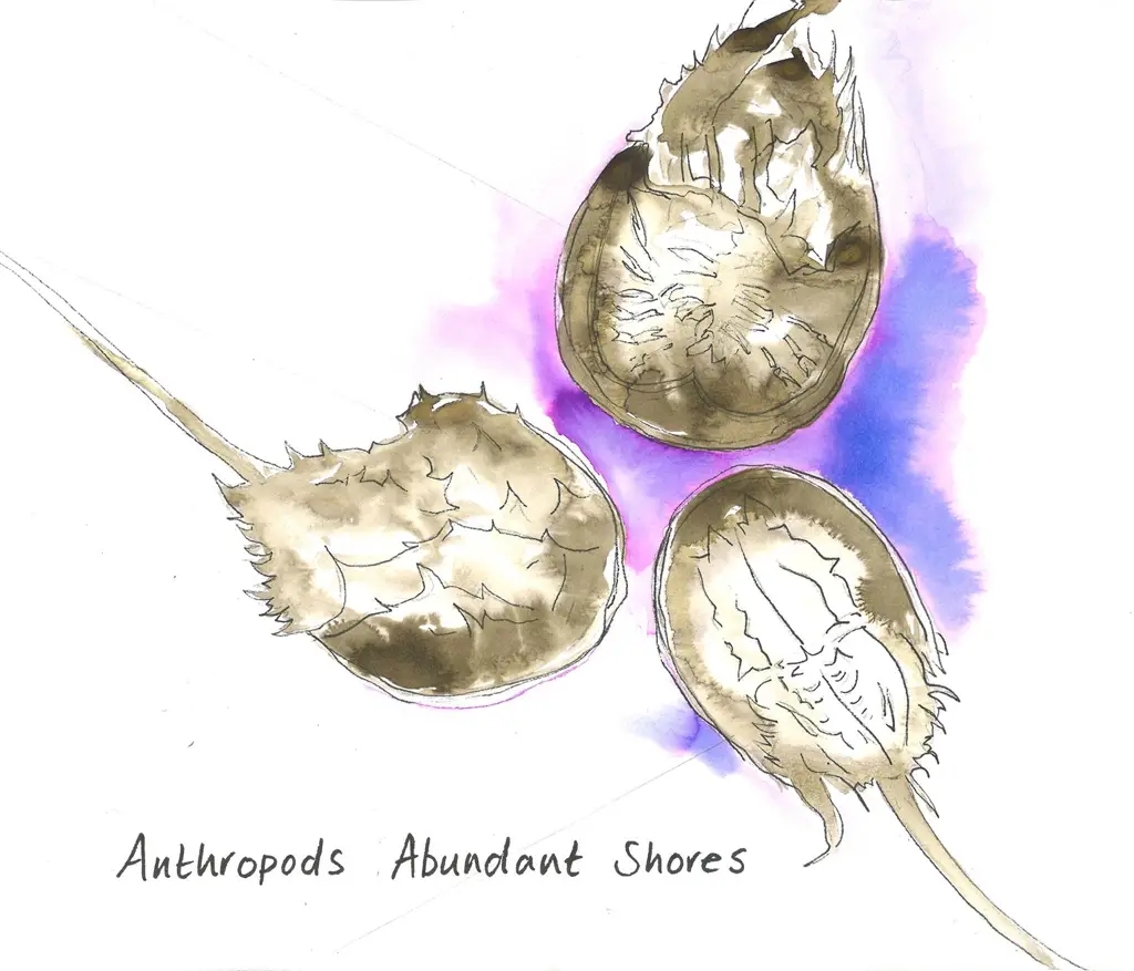 Album artwork for Abundant Shores by Anthropods
